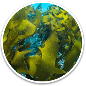Kelp Extract
